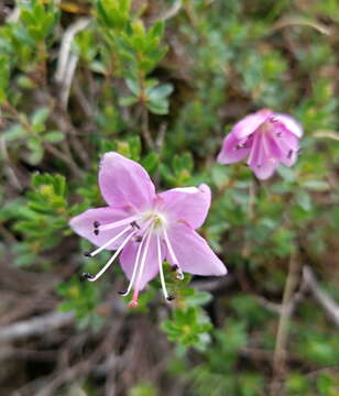 Image of Rhodothamnus