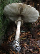 Chlorophyllum olivieri (Barla) Vellinga 2002的圖片