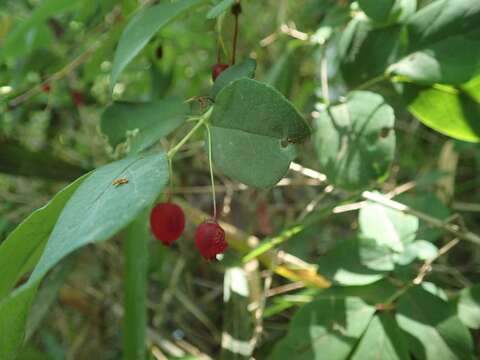 Image of Lonicera gracilipes Miq.