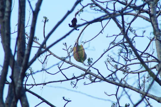 Image of Jacaratia mexicana A. DC.