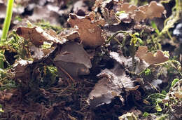 Image of Swiss kidney lichen