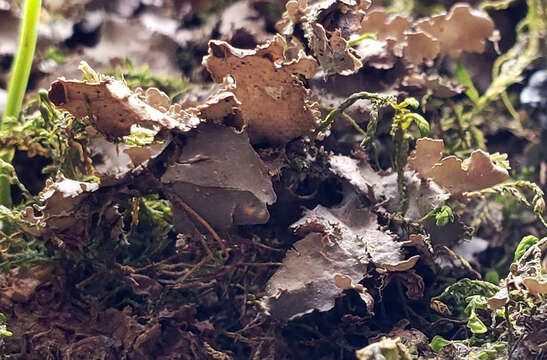 Image of Swiss kidney lichen