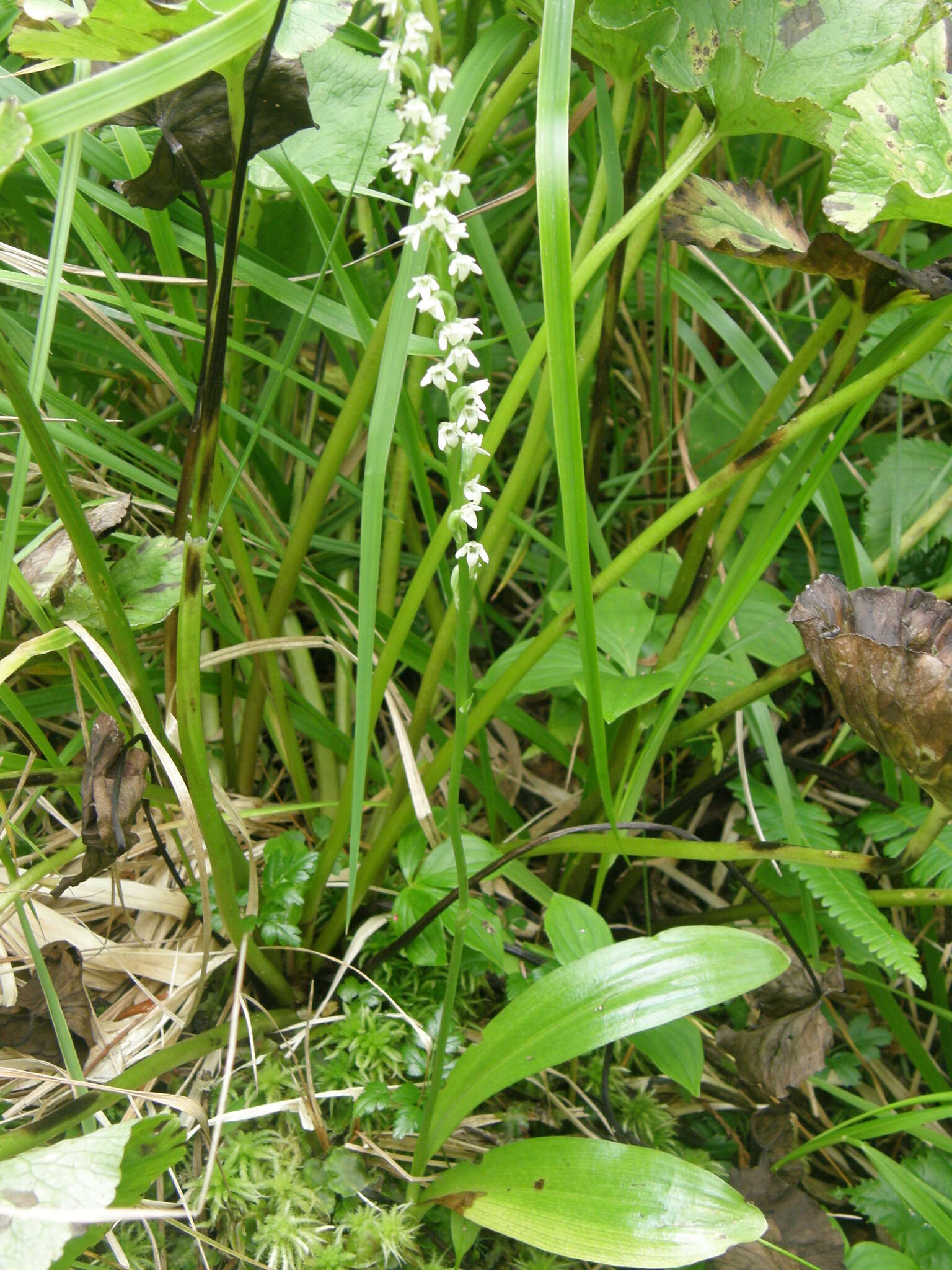 Image of whiteflower rein orchid