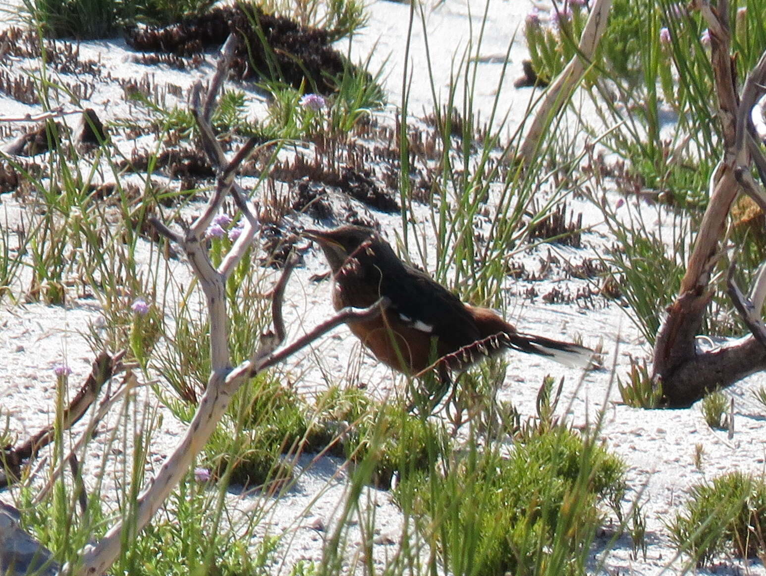 Image of Cape Rock-jumper