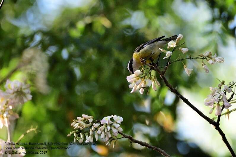 صورة Coereba flaveola caboti (Baird & SF 1873)