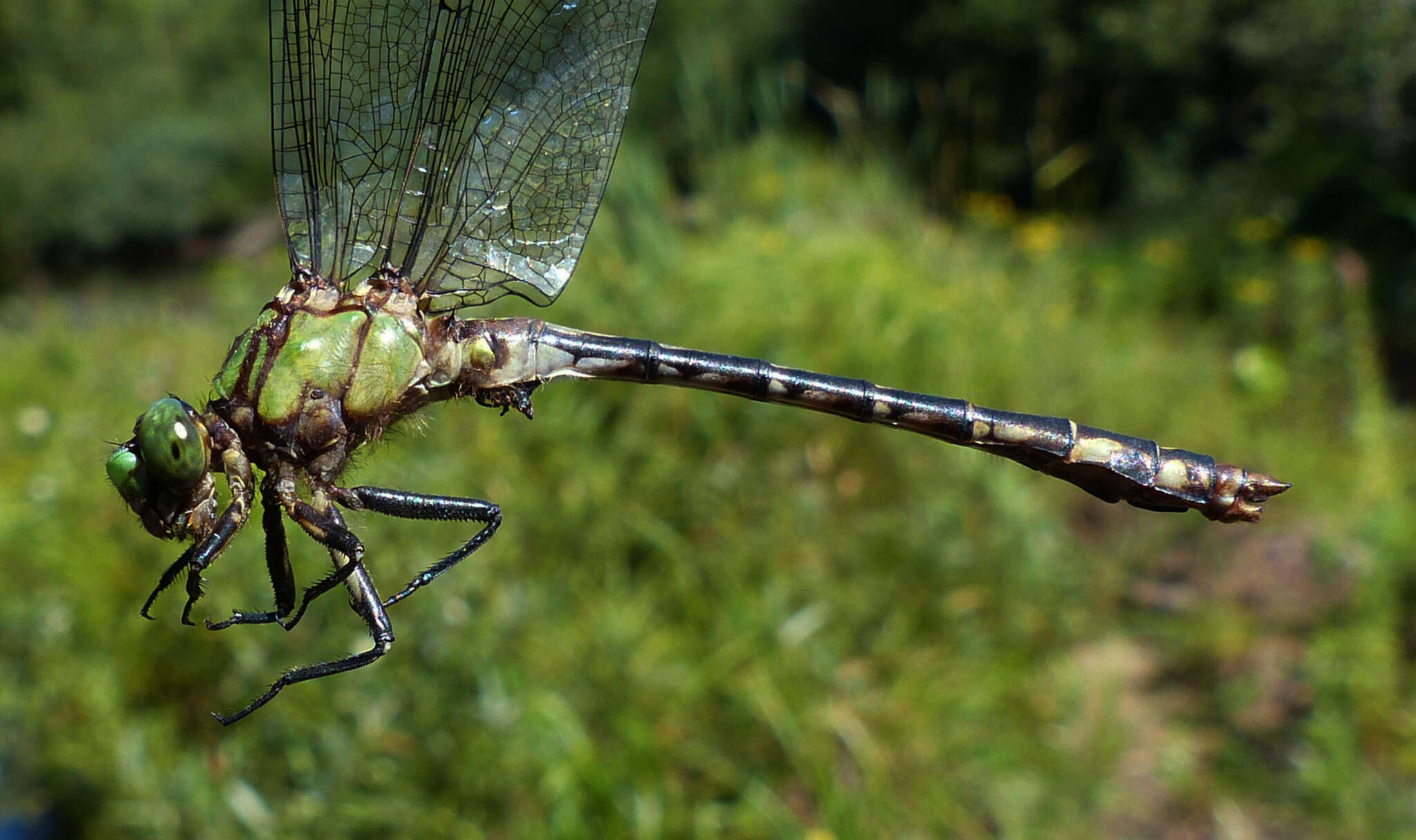 صورة Ophiogomphus aspersus Morse 1895