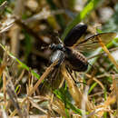 Imagem de Amphimallon occidentale