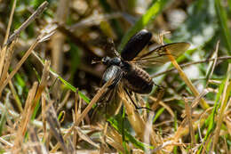 Image of Amphimallon occidentale