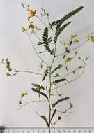 Image of Aeschynomene rehmannii Schinz