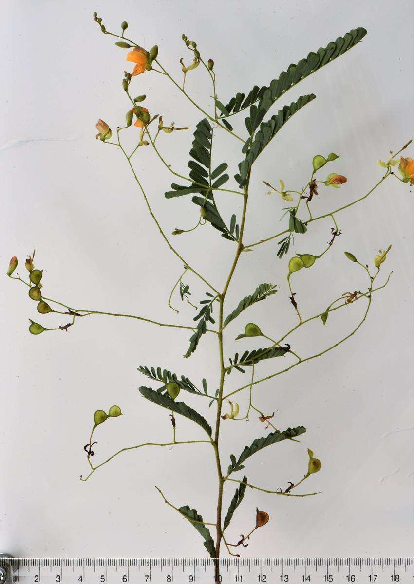 Image of Aeschynomene rehmannii Schinz