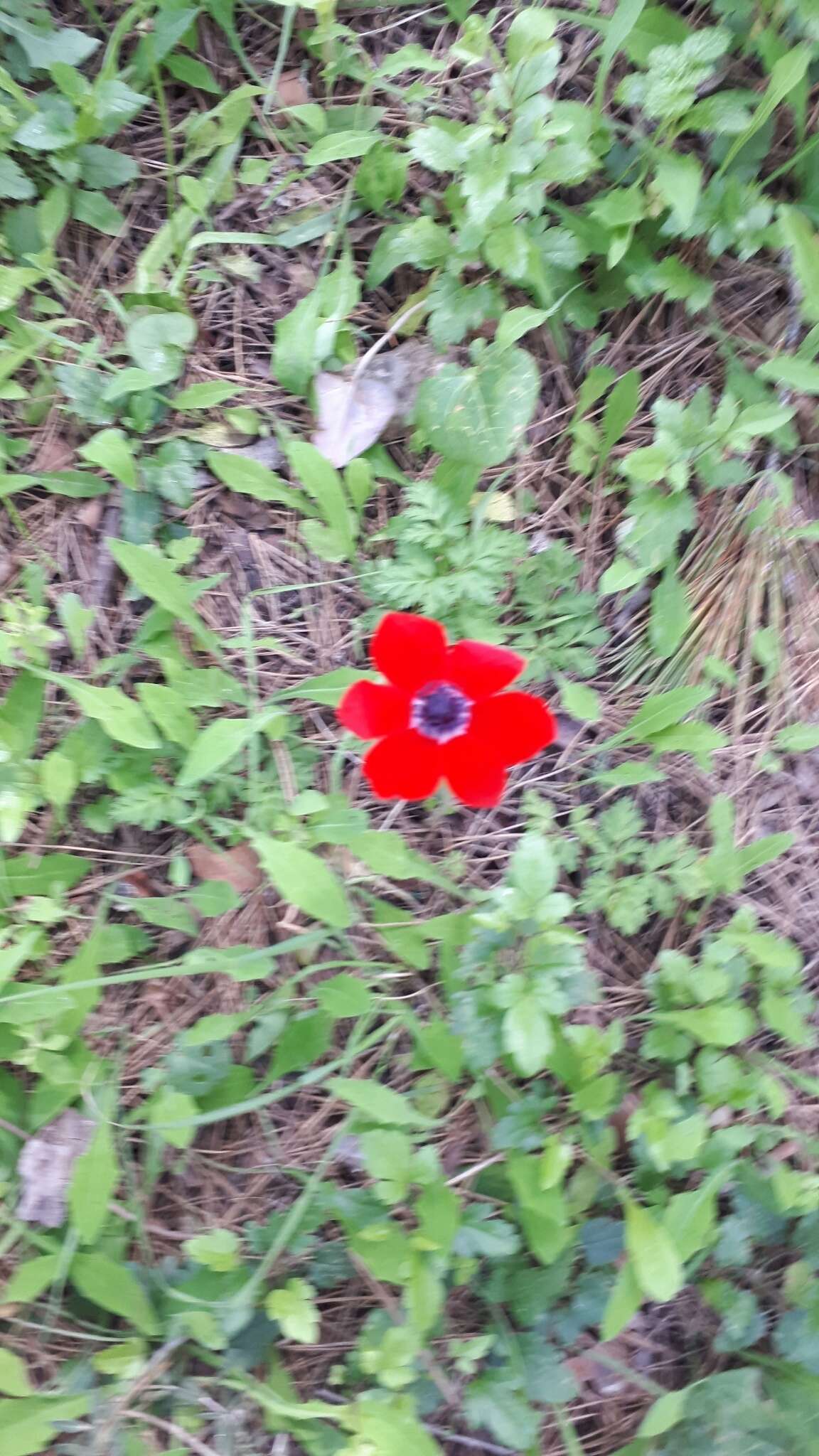 Imagem de Anemone coronaria L.