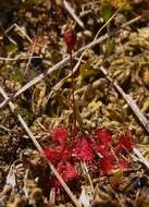 Image of spoonleaf sundew