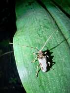 Image of Acalolepta nivosa (White 1858)