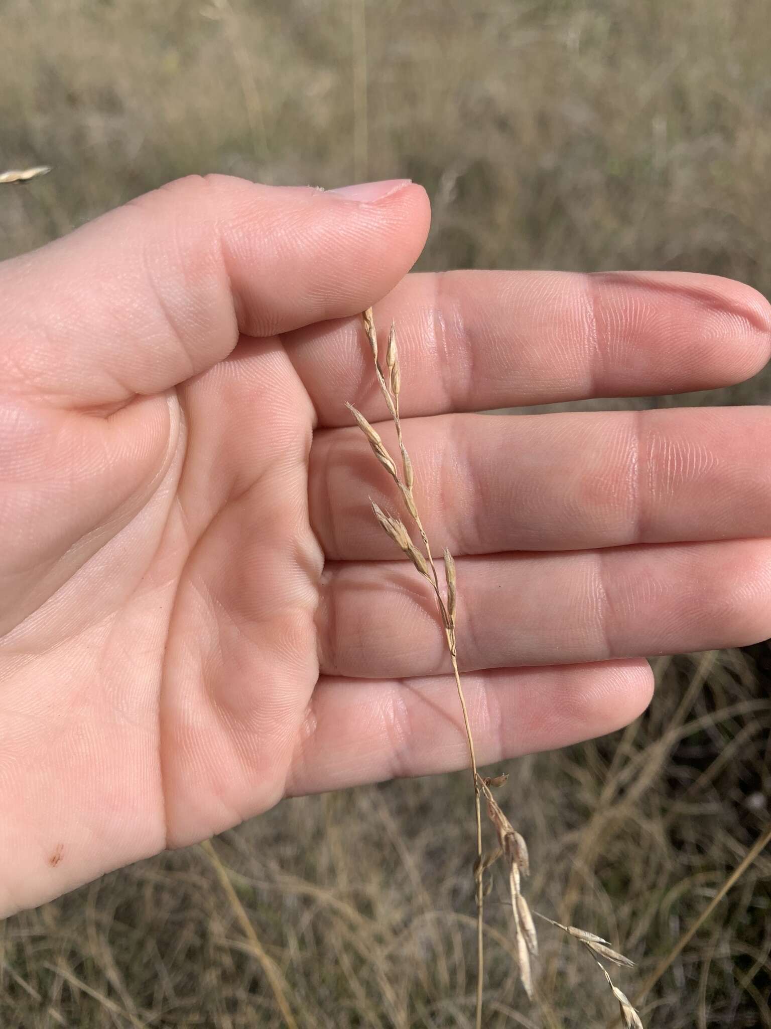 Festuca hallii (Vasey) Piper resmi