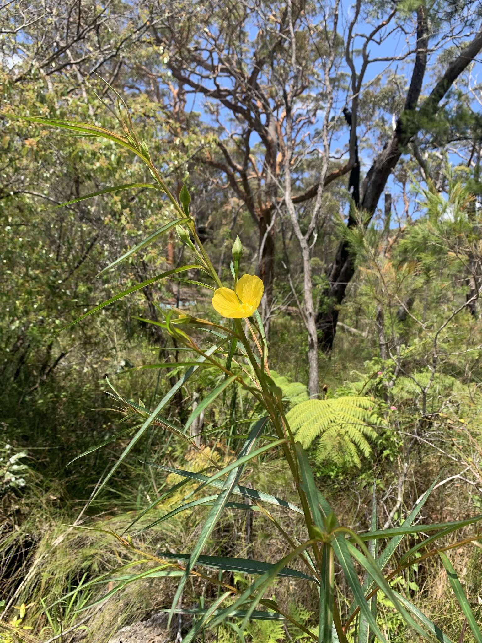 Image de Ludwigia longifolia (DC.) Hara