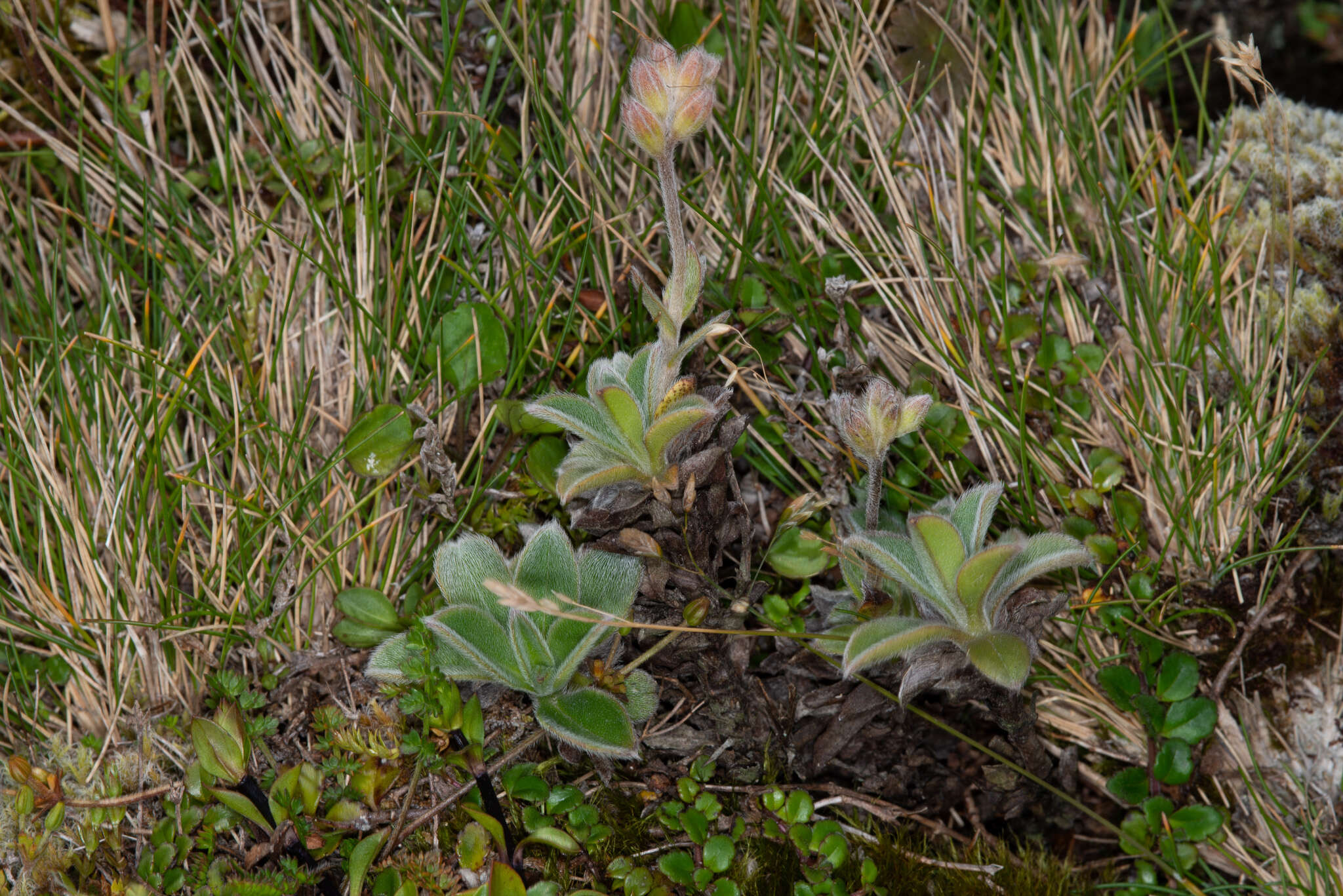 Imagem de Myosotis saxosa Hook. fil.