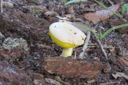 Image of Aureoboletus auriporus (Peck) Pouzar 1957