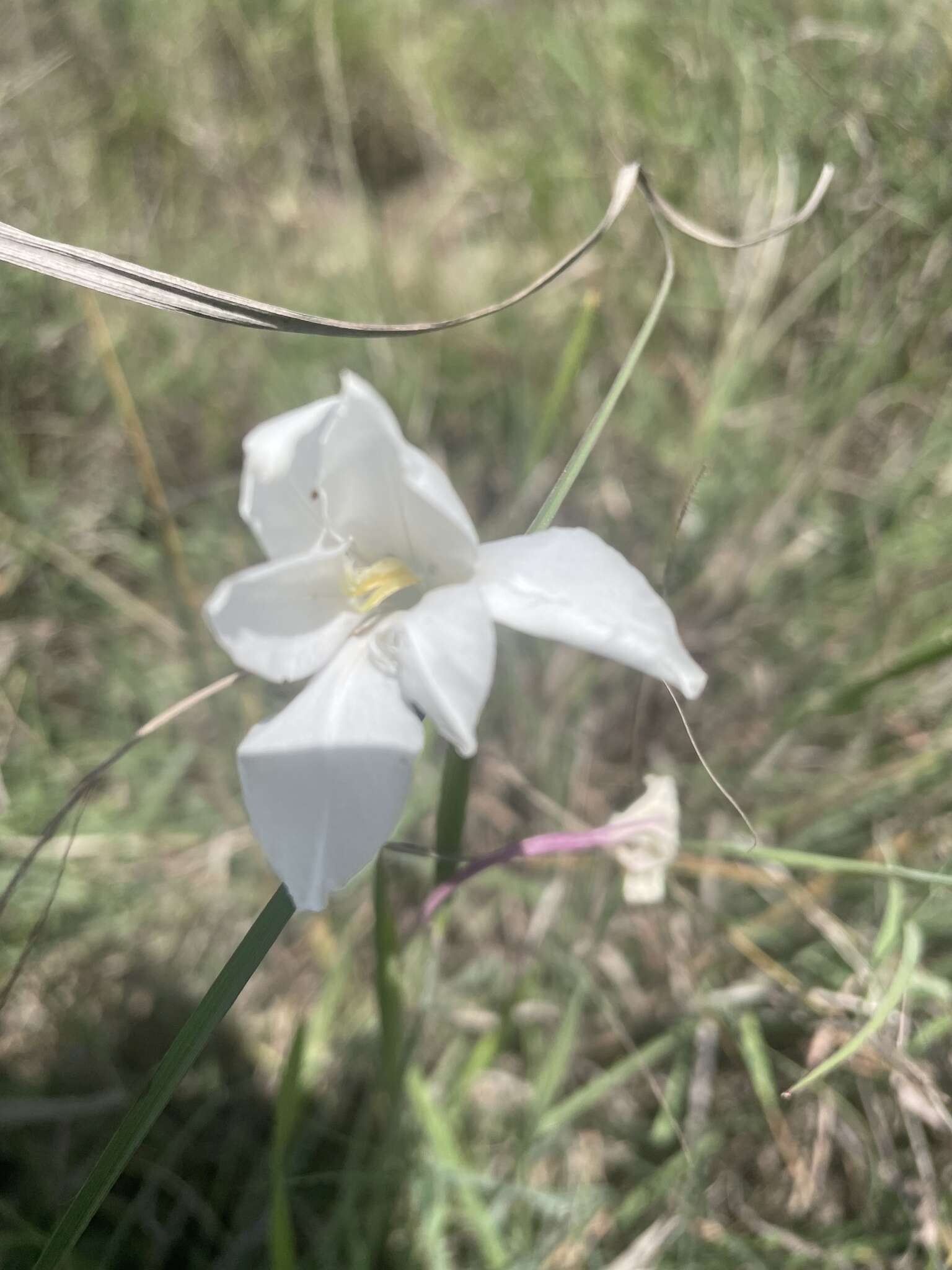 Gladiolus candidus (Rendle) Goldblatt resmi