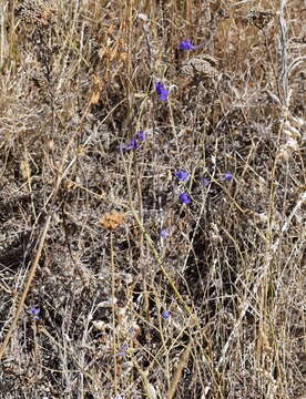 Image of Consolida regalis subsp. divaricata (Ledeb.) Munz