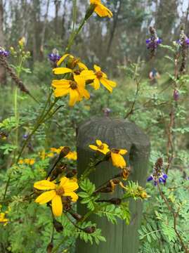 Imagem de Tagetes zypaquirensis Humb. & Bonpl.