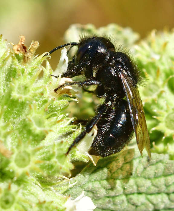 Image of Osmia montana quadriceps Cresson 1878