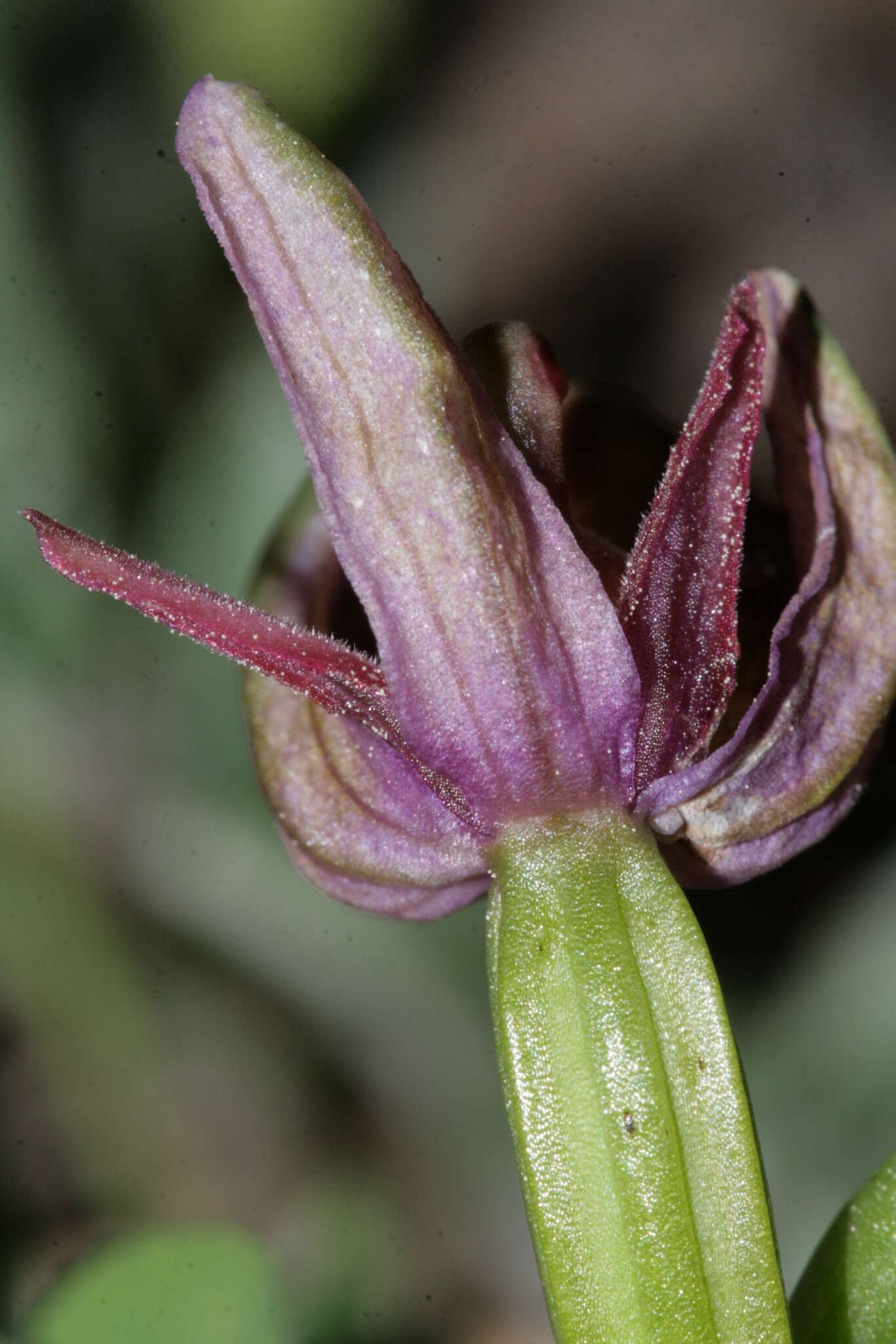 Image of Horseshoe bee-orchid