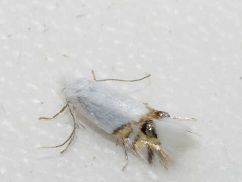 Image of Leucoptera sinuella Reutti 1853