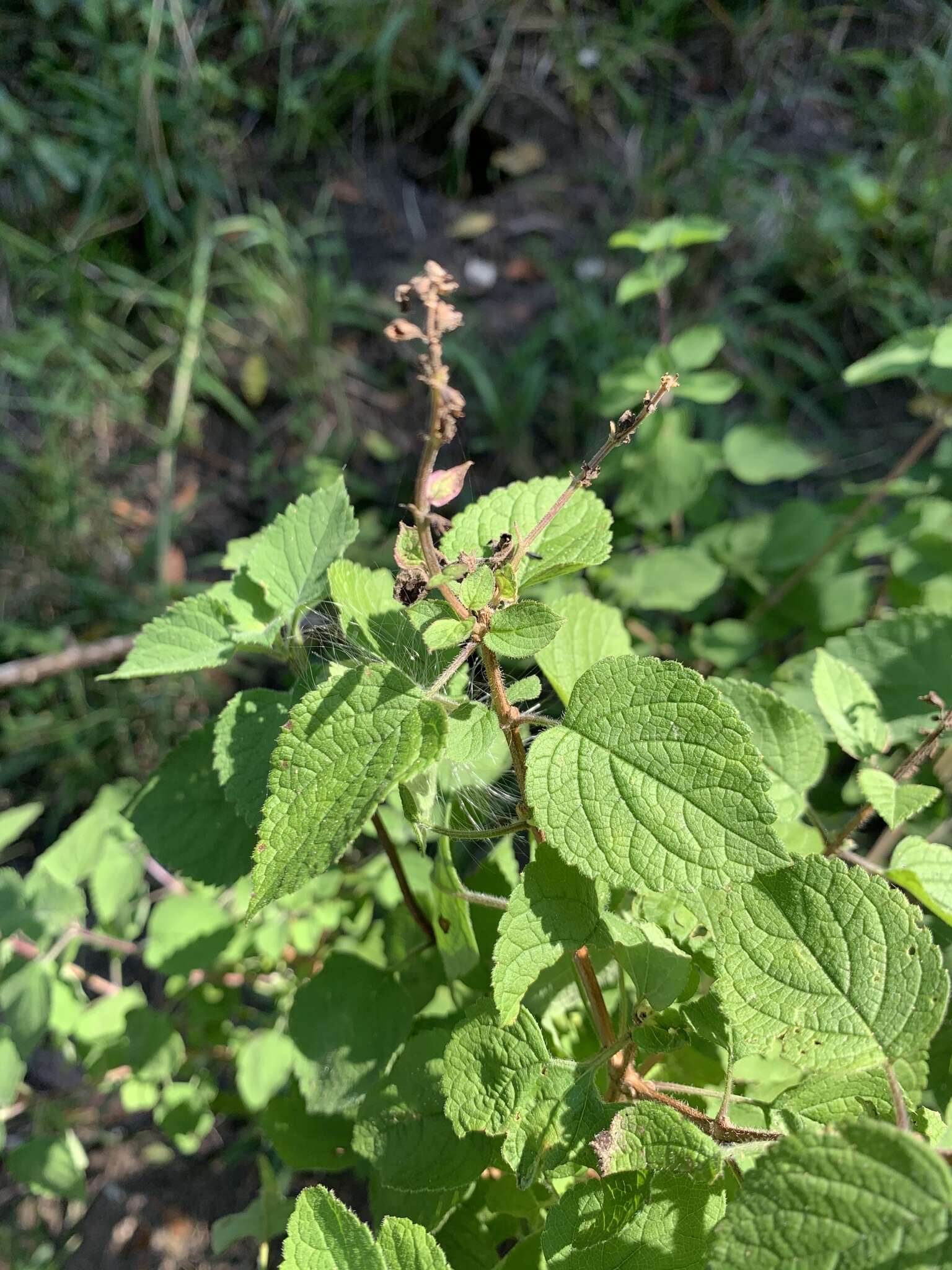 Image de Ocimum labiatum (N. E. Br.) A. J. Paton