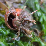 Image of Bering hermit crab