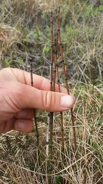 Image of variegated horsetail