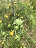 Image of Eryngium yuccifolium var. yuccifolium