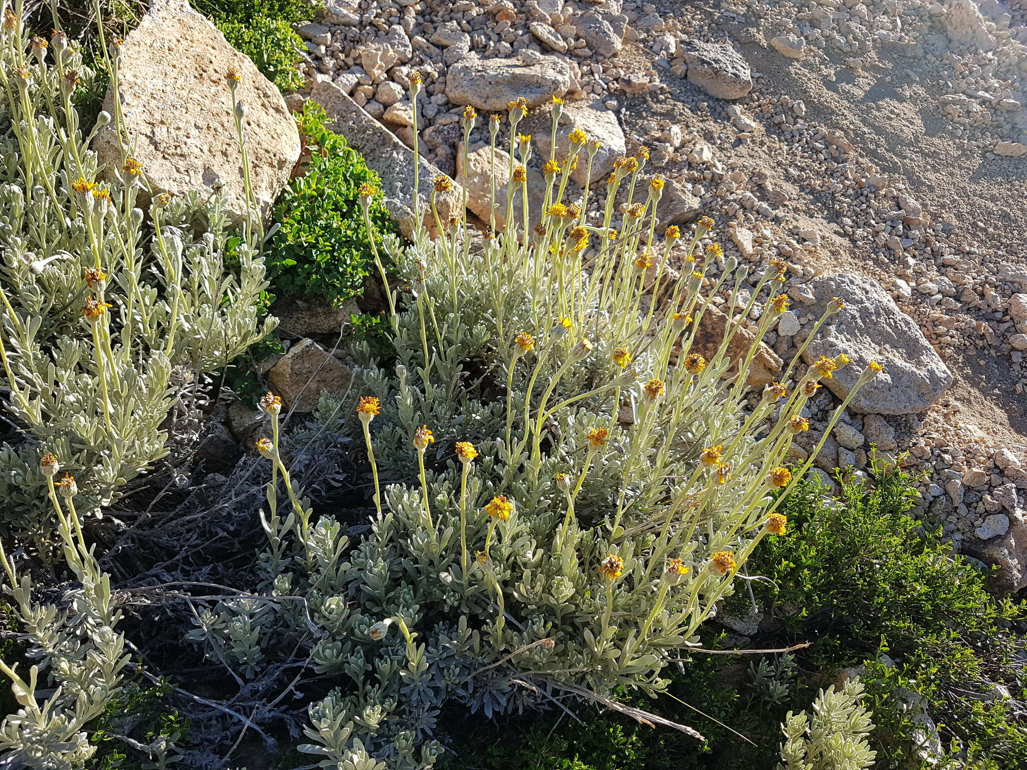 Plancia ëd Senecio argyreus Phil.