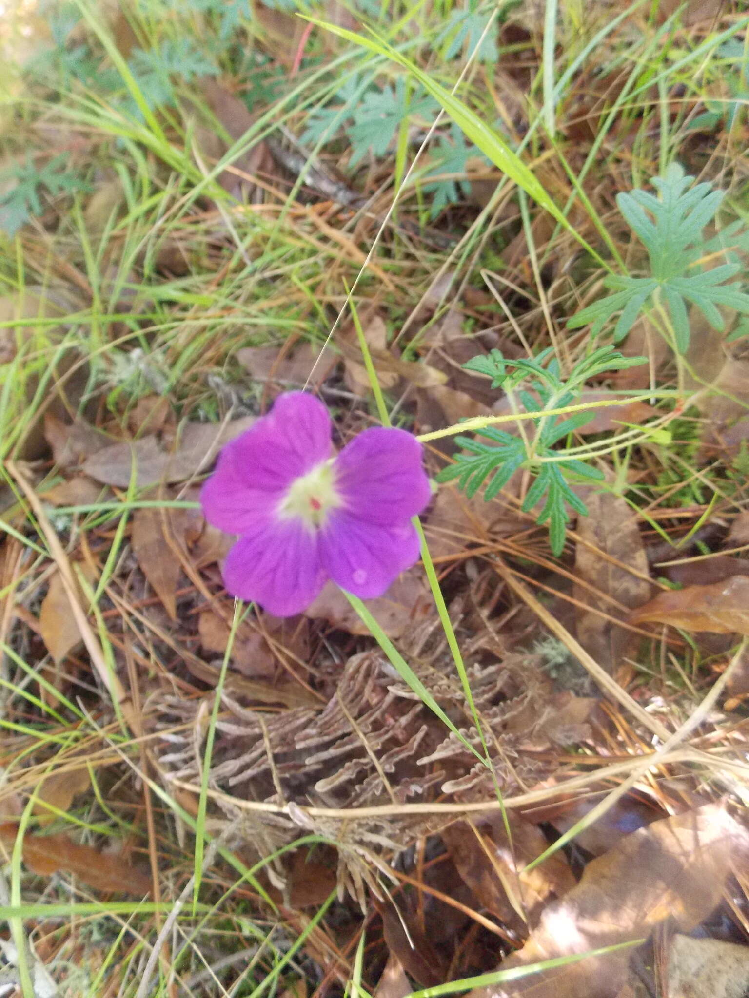 Image of Geranium potentillifolium DC.