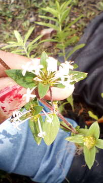 Image of Crusea longiflora (Roem. & Schult.) W. R. Anderson