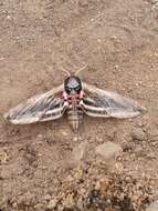 Image of privet hawk-moth