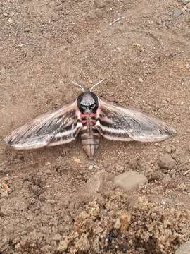 Image of privet hawk-moth