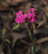 Image of Silene palaestina Boiss.