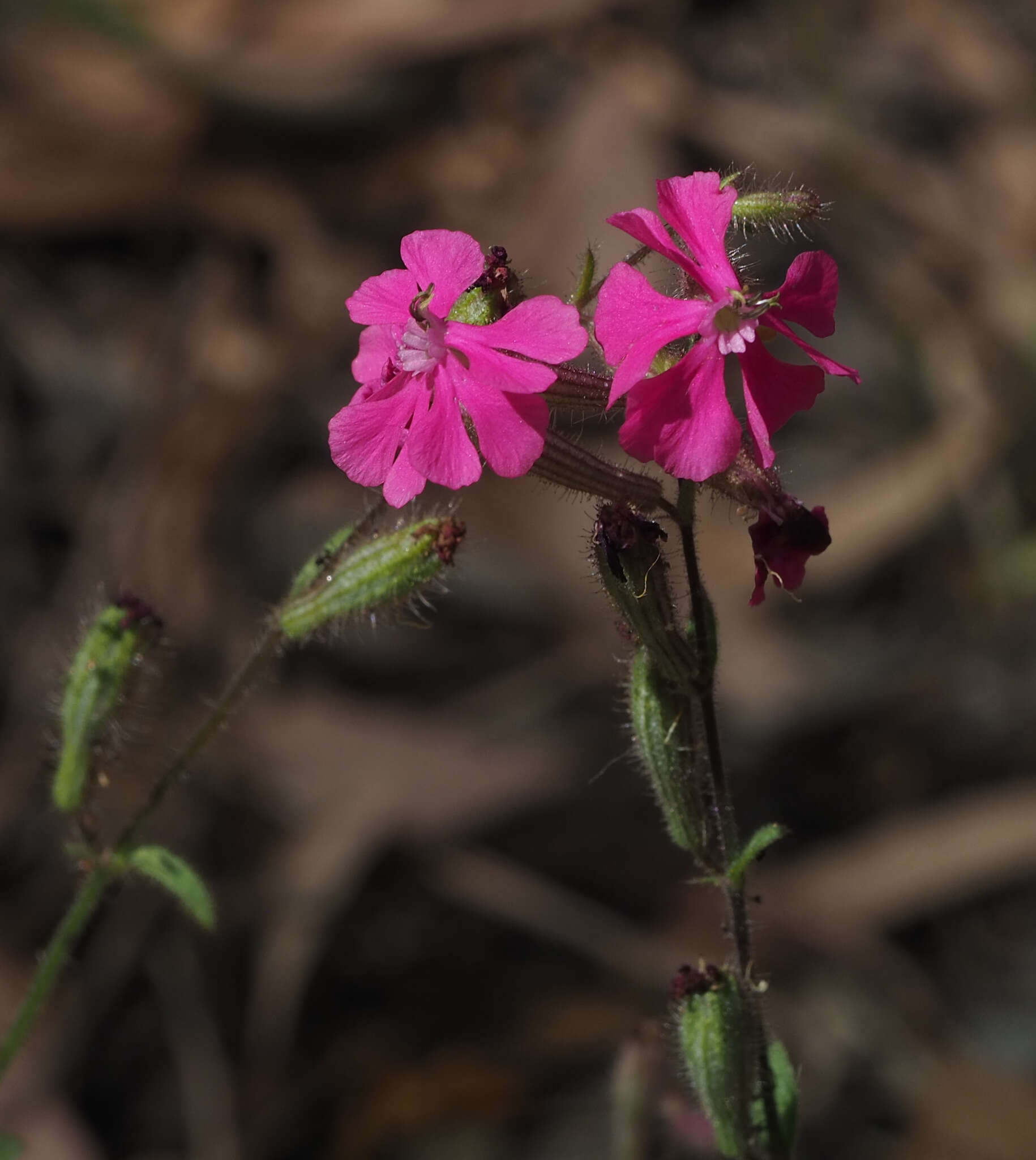 Image of Silene palaestina Boiss.