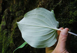 Image of Hosta hypoleuca Murata