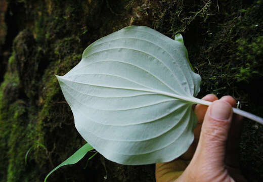 Image of Hosta hypoleuca Murata