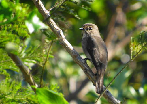 Image de Muscicapa adusta fuscula Sundevall 1850