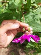 Image of Dahlia tenuicaulis P. D. Sorensen