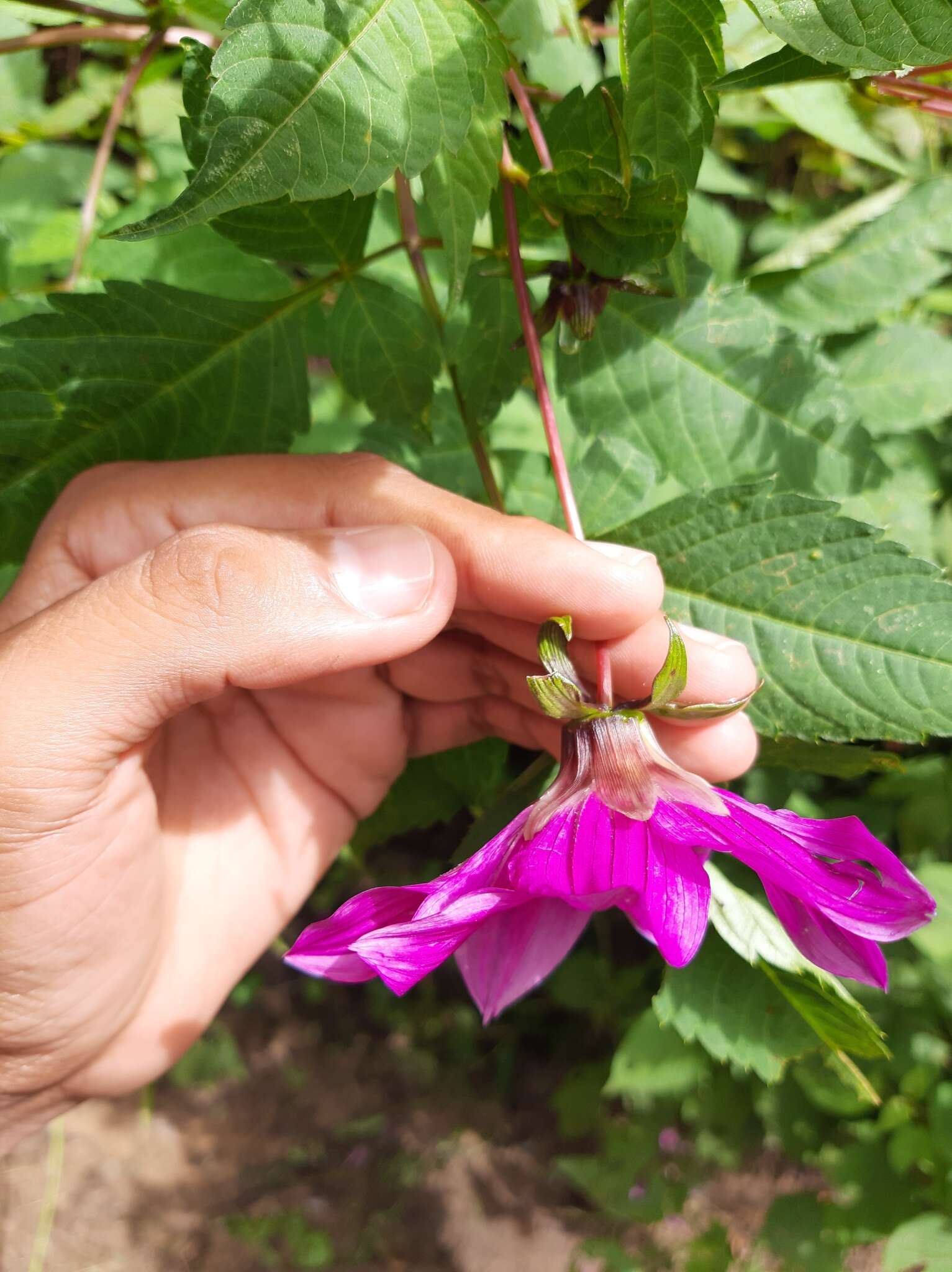 Image of Dahlia tenuicaulis P. D. Sorensen