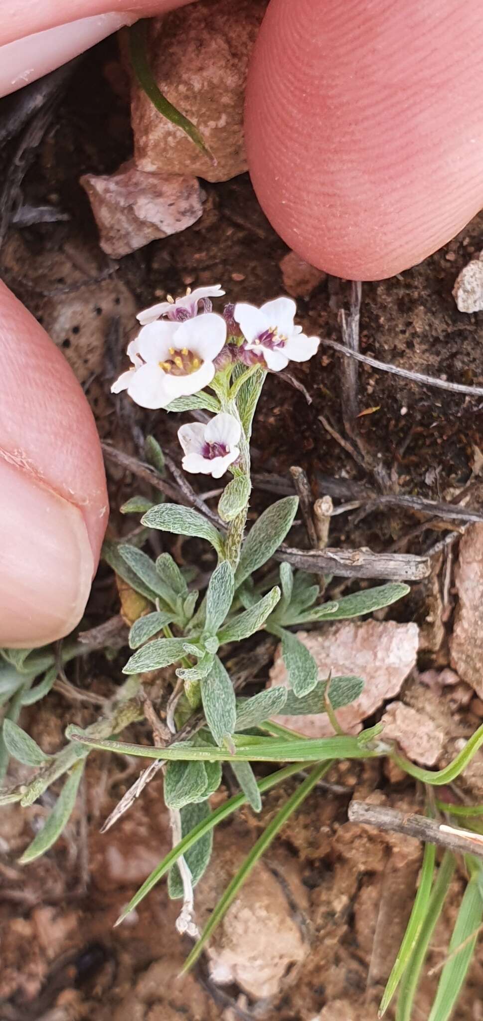 Plancia ëd Lobularia maritima subsp. maritima