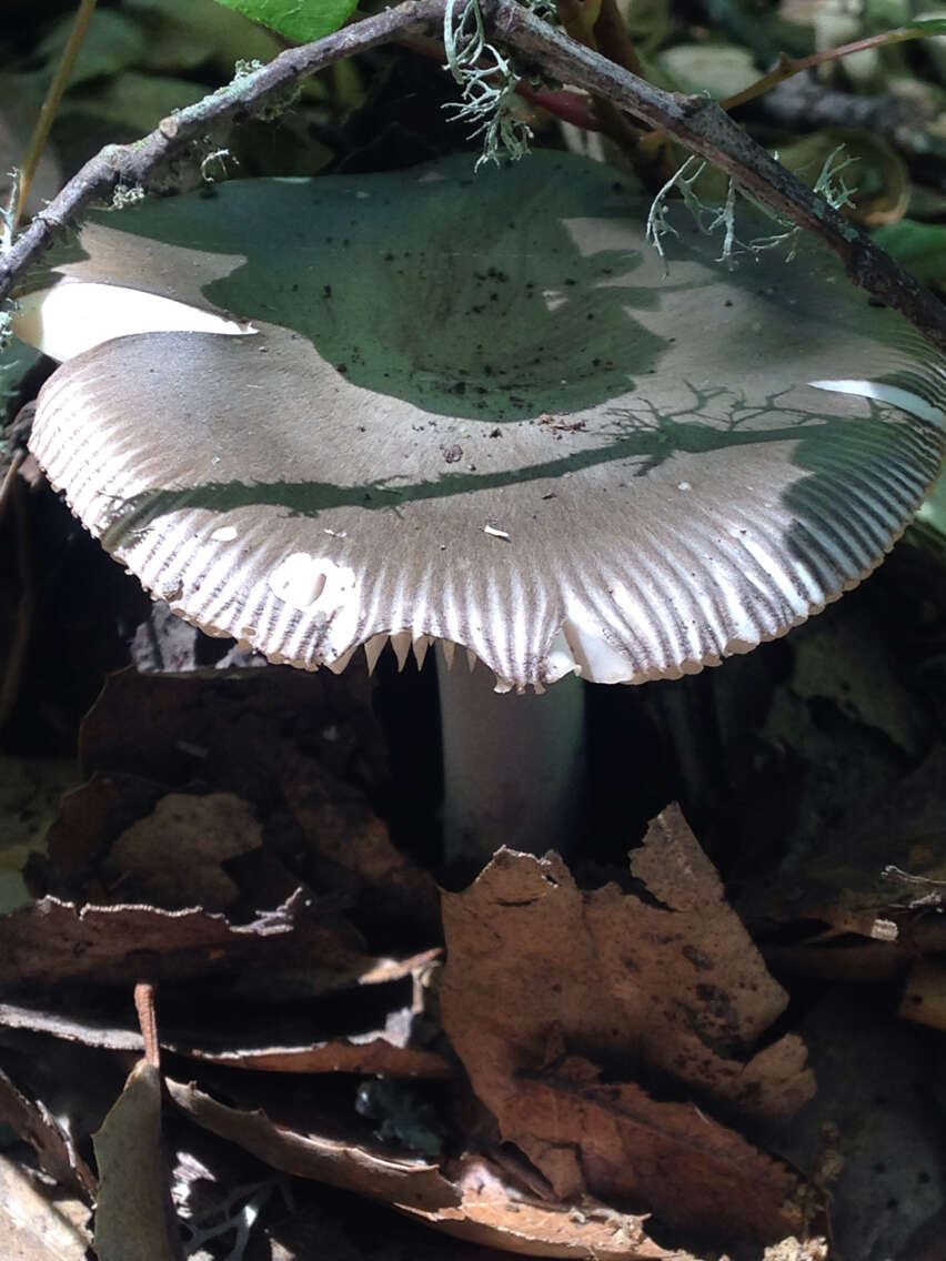 Image of Amanita vaginata (Bull.) Lam. 1783