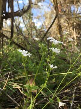 Image of Stellaria chilensis T. M. Pedersen