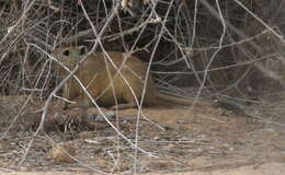 Image of Fat Sand Rat