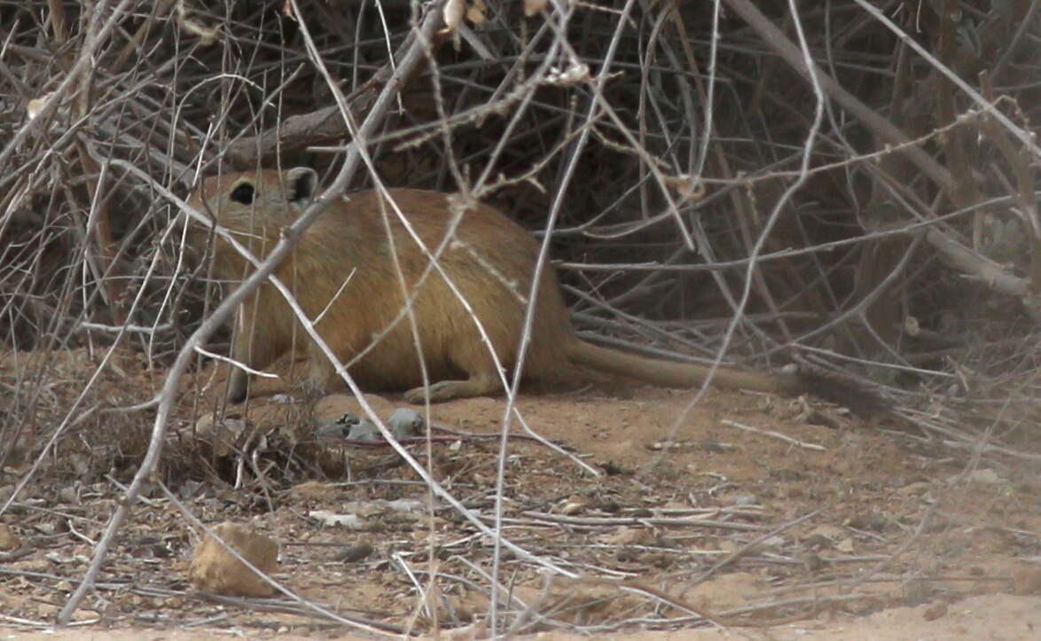 Image of Fat Sand Rat