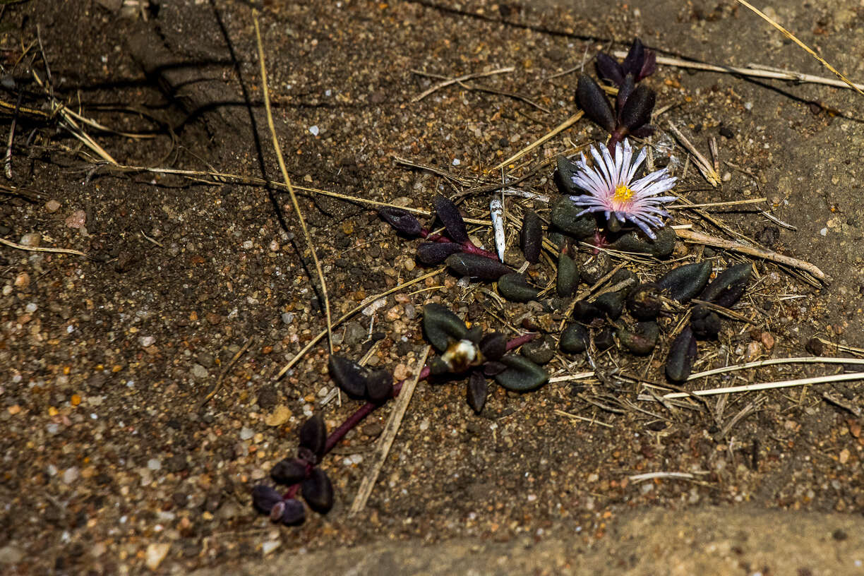 Image of Delosperma subpetiolatum L. Bol.