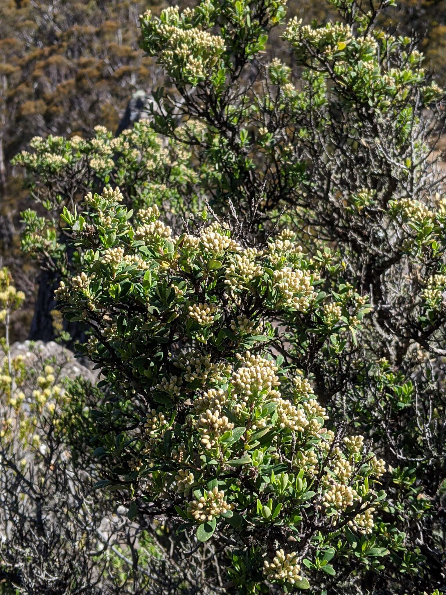 Imagem de Ozothamnus antennaria (DC.) Hook. fil.